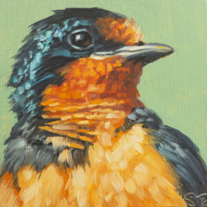 Evans.Sheila.Barn Swallow Portrait 5.2025 - Sheila Evans